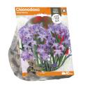 Baltus Chionodoxa Voilet Beauty bloembollen per 10 stuks